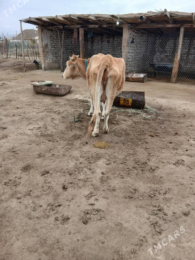 sygyr - Magtymguly - img 3