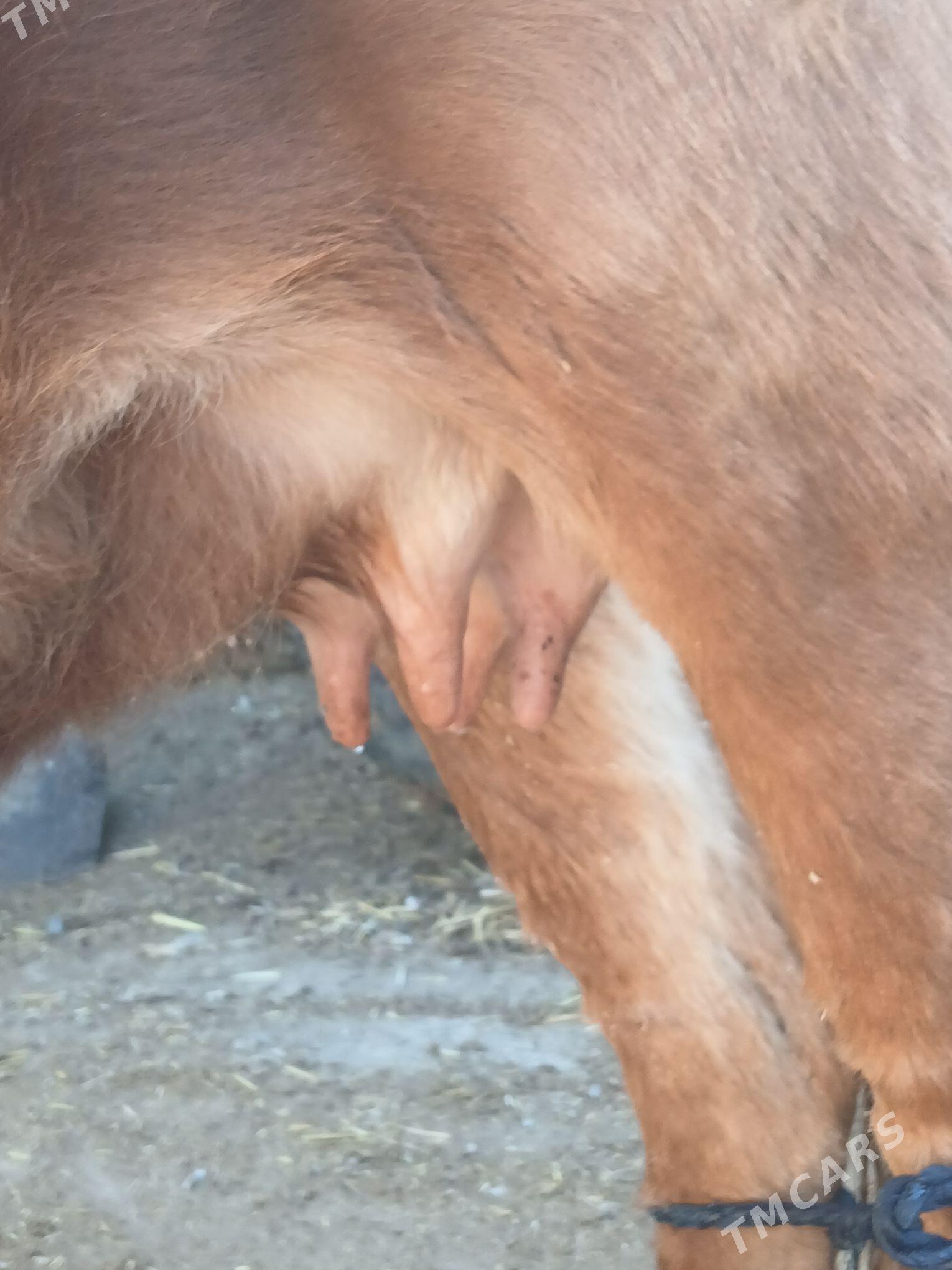 Göleli sygyr - Gyzylarbat - img 2