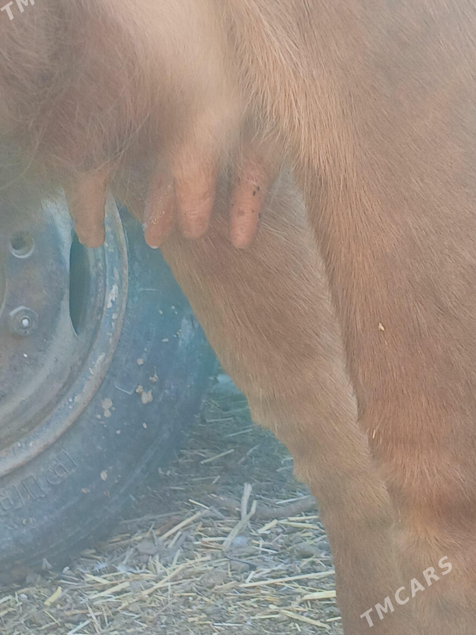 Göleli sygyr - Gyzylarbat - img 5