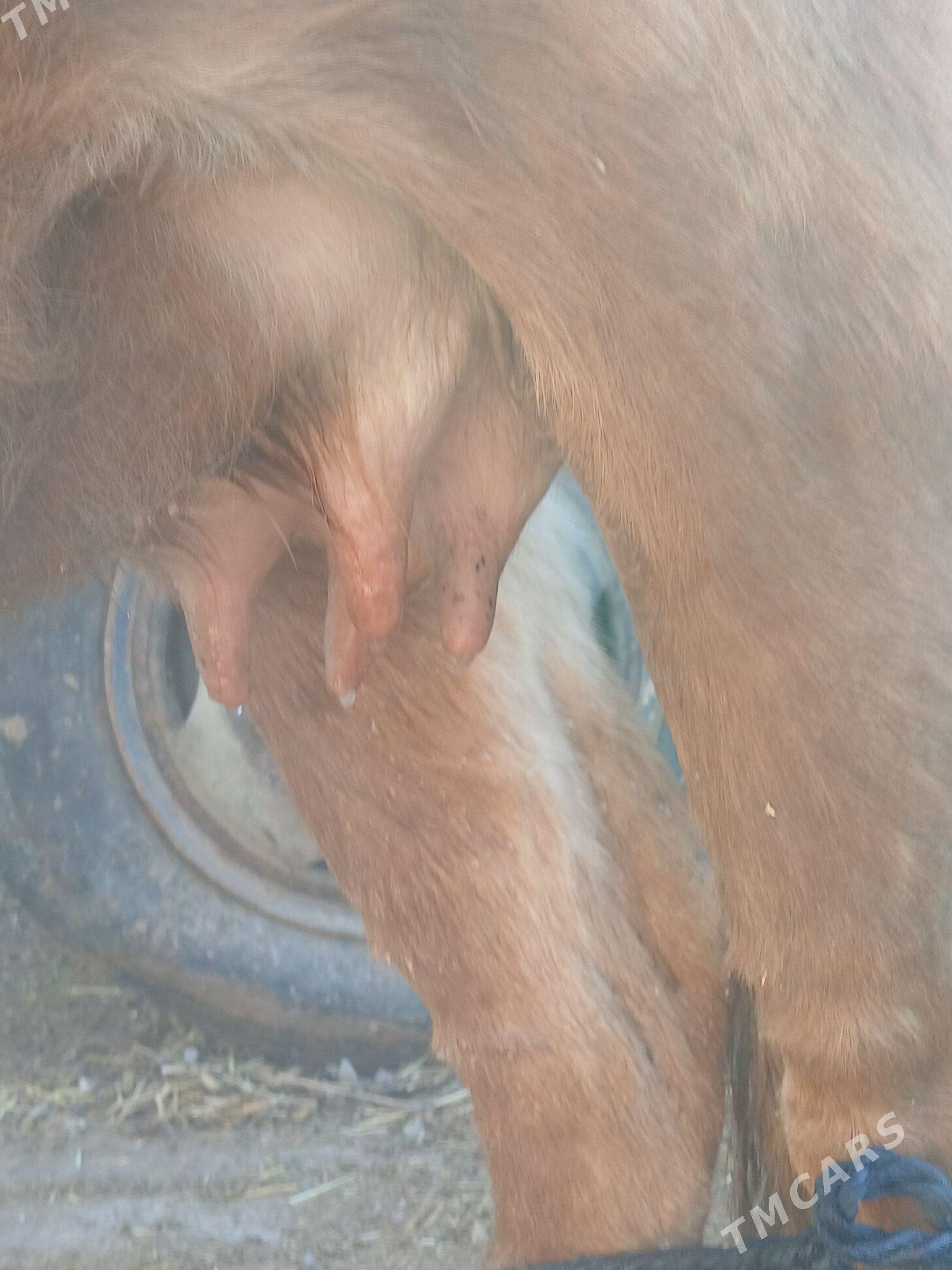 Göleli sygyr - Gyzylarbat - img 4