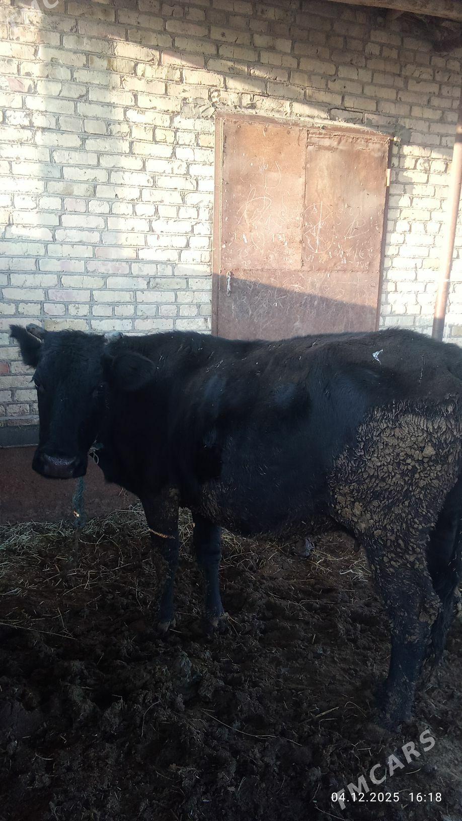 Hojekli sygyr - Çärjew - img 1