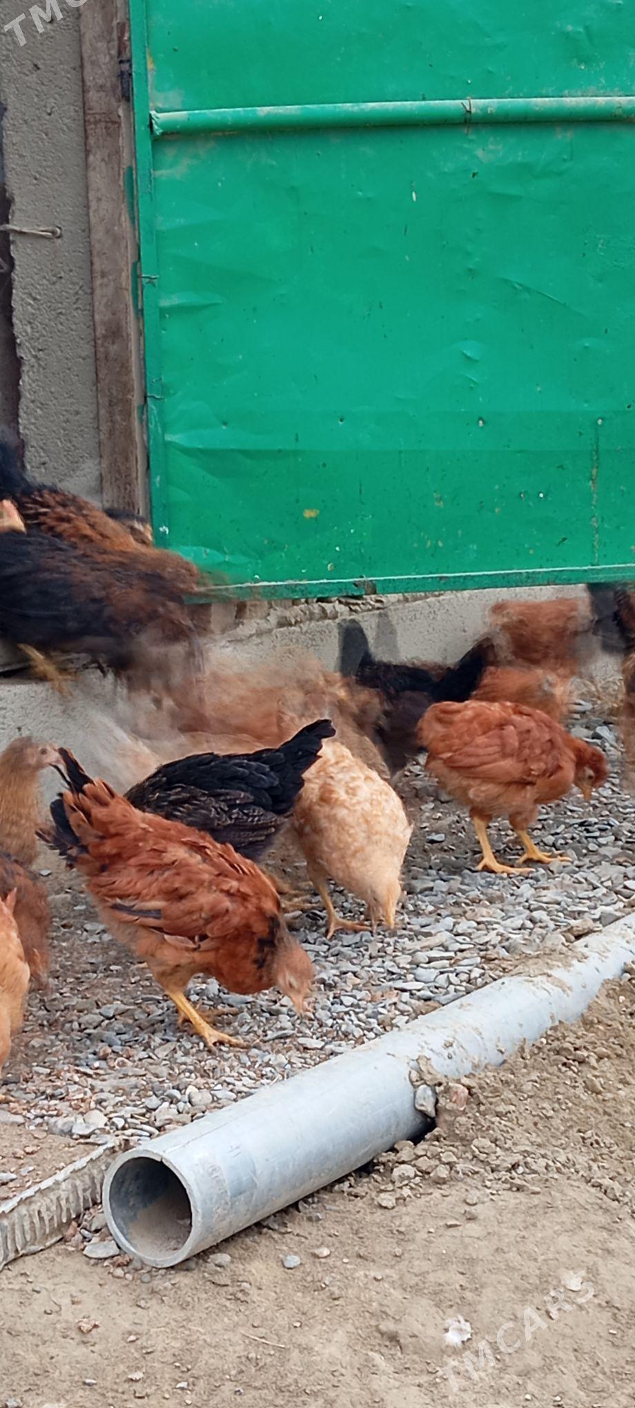 Jüje - Bäherden - img 3