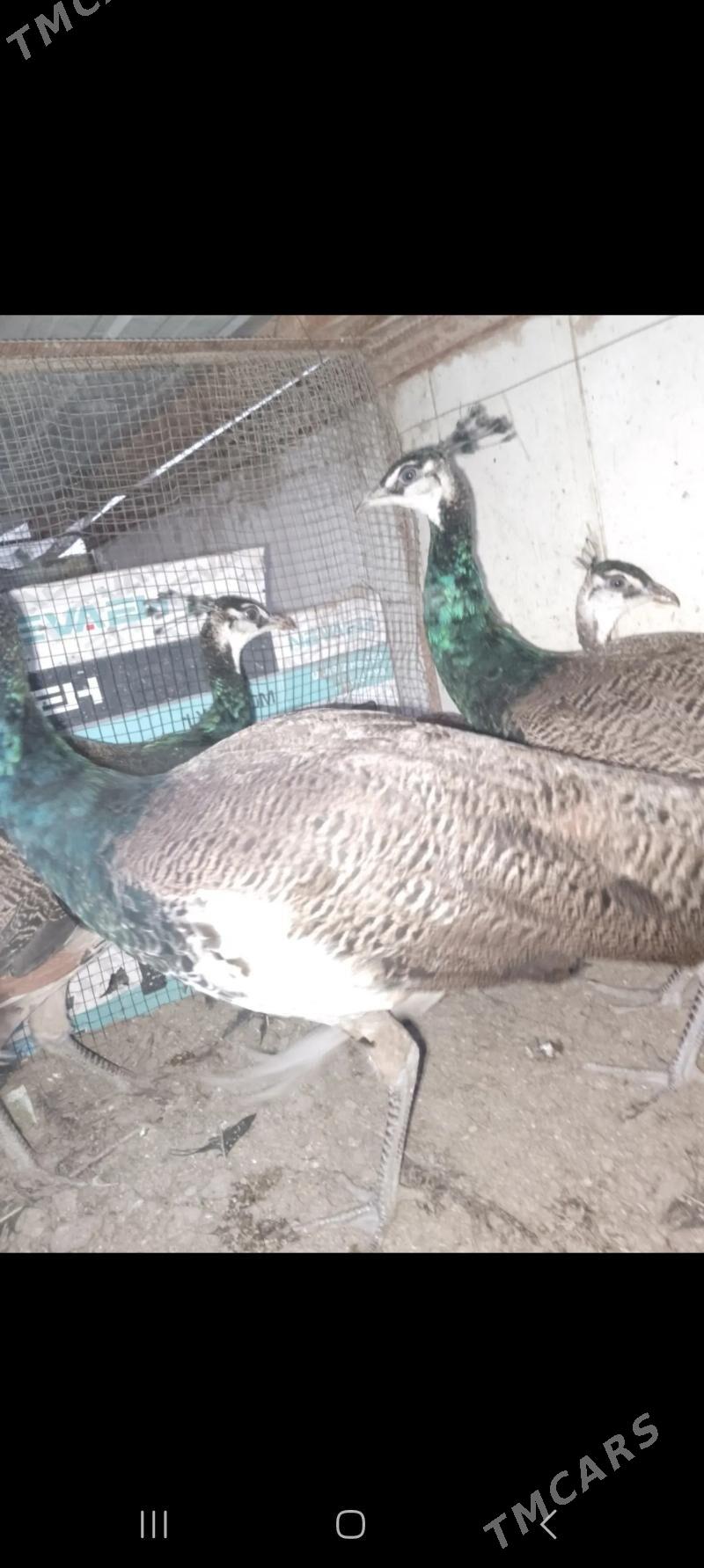 тавус - Çärjew - img 2