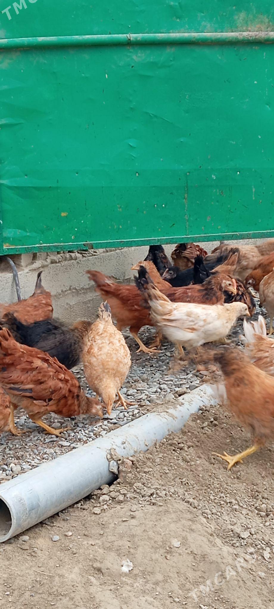 Jüje - Bäherden - img 2