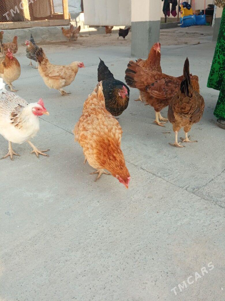 Towuk - Hitrowka - img 3