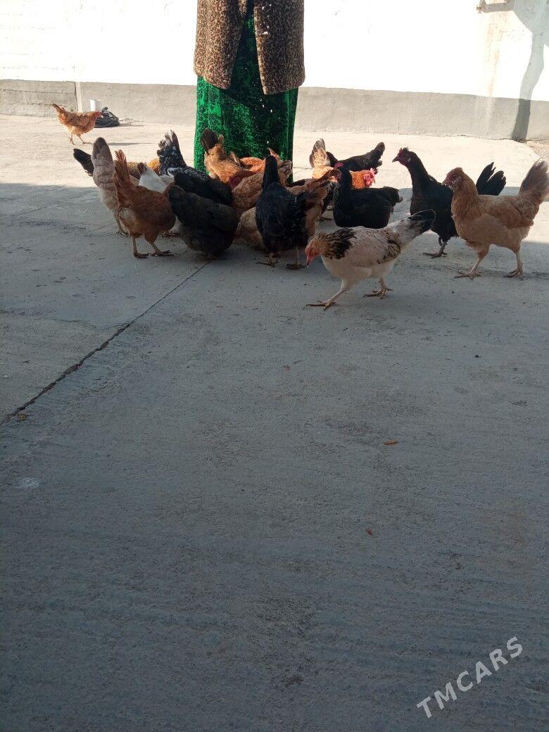 Towuk - Hitrowka - img 2