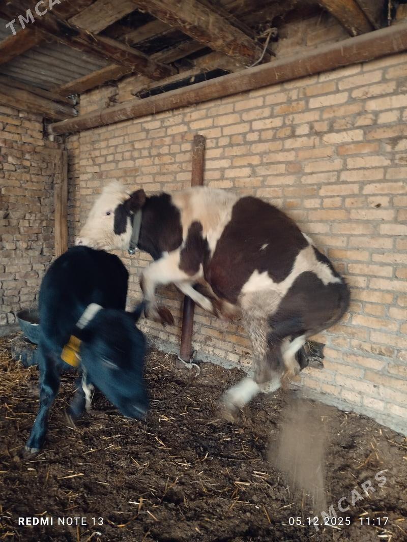 Simental Okuz - Türkmenabat - img 3