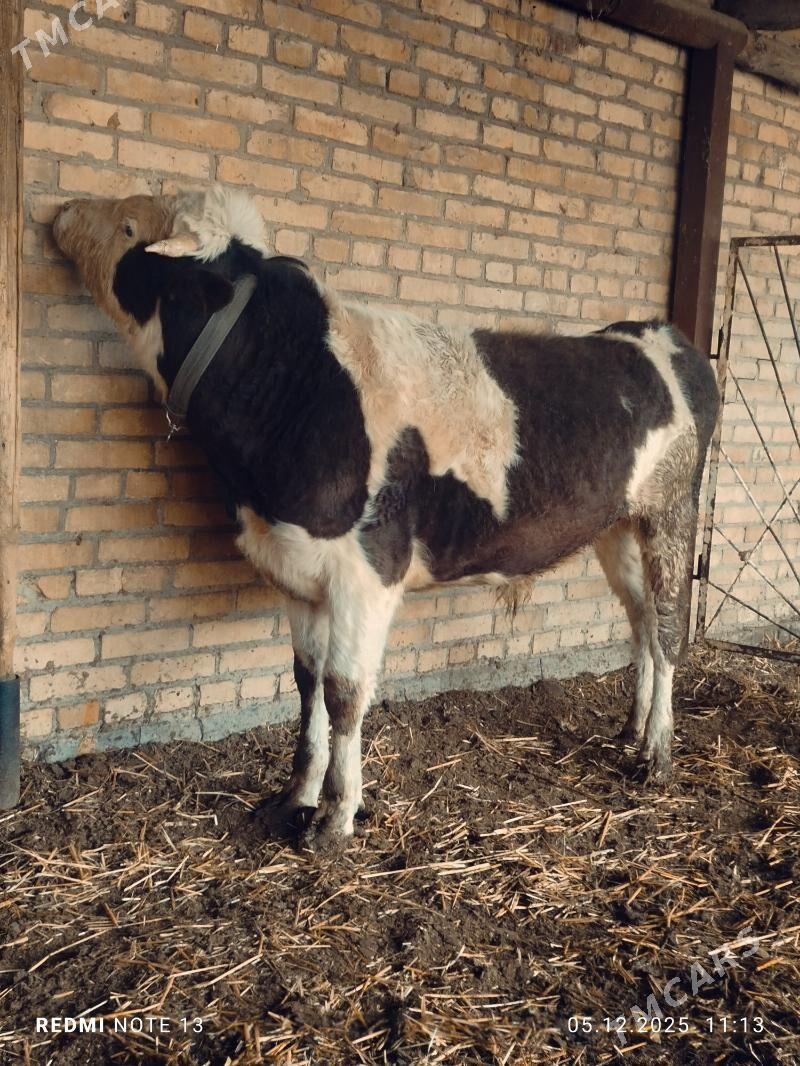 Simental Okuz - Türkmenabat - img 6