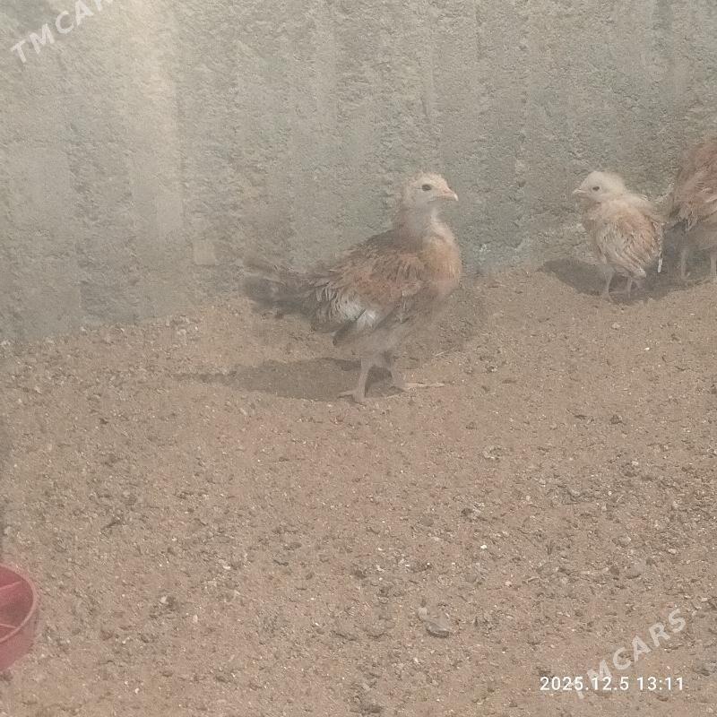 Juje towuk - Herrikgala - img 2