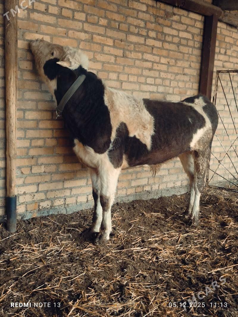 Simental Okuz - Türkmenabat - img 4