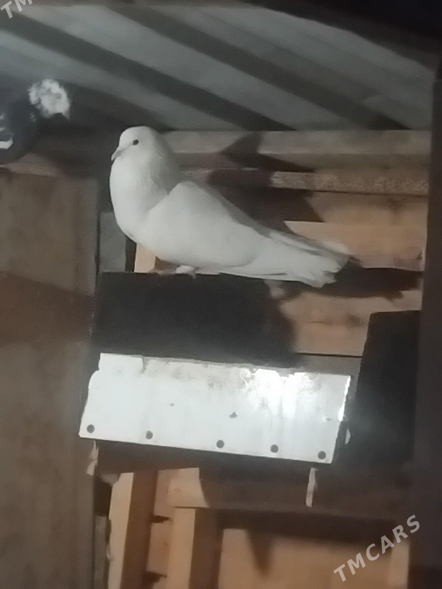 kepderi - Wekilbazar - img 3