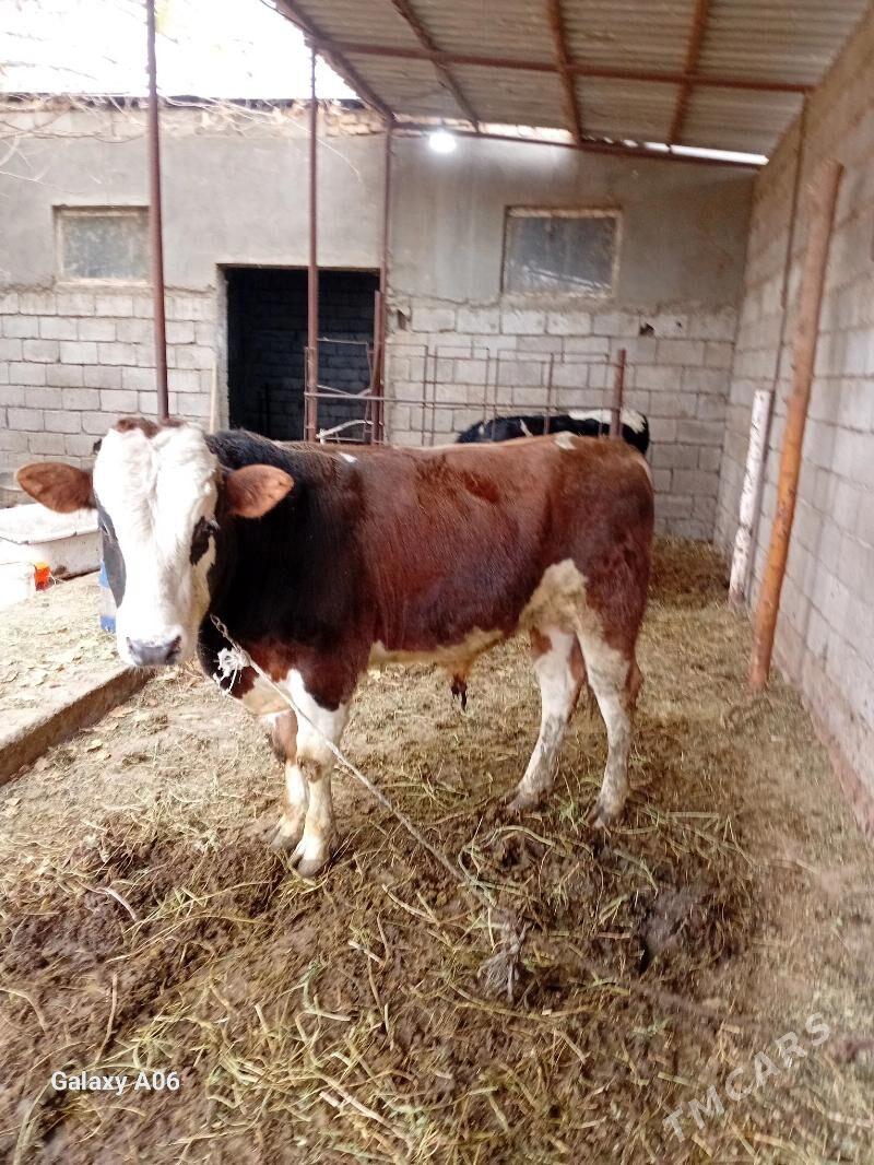 ala öküz - Гёкдже - img 4