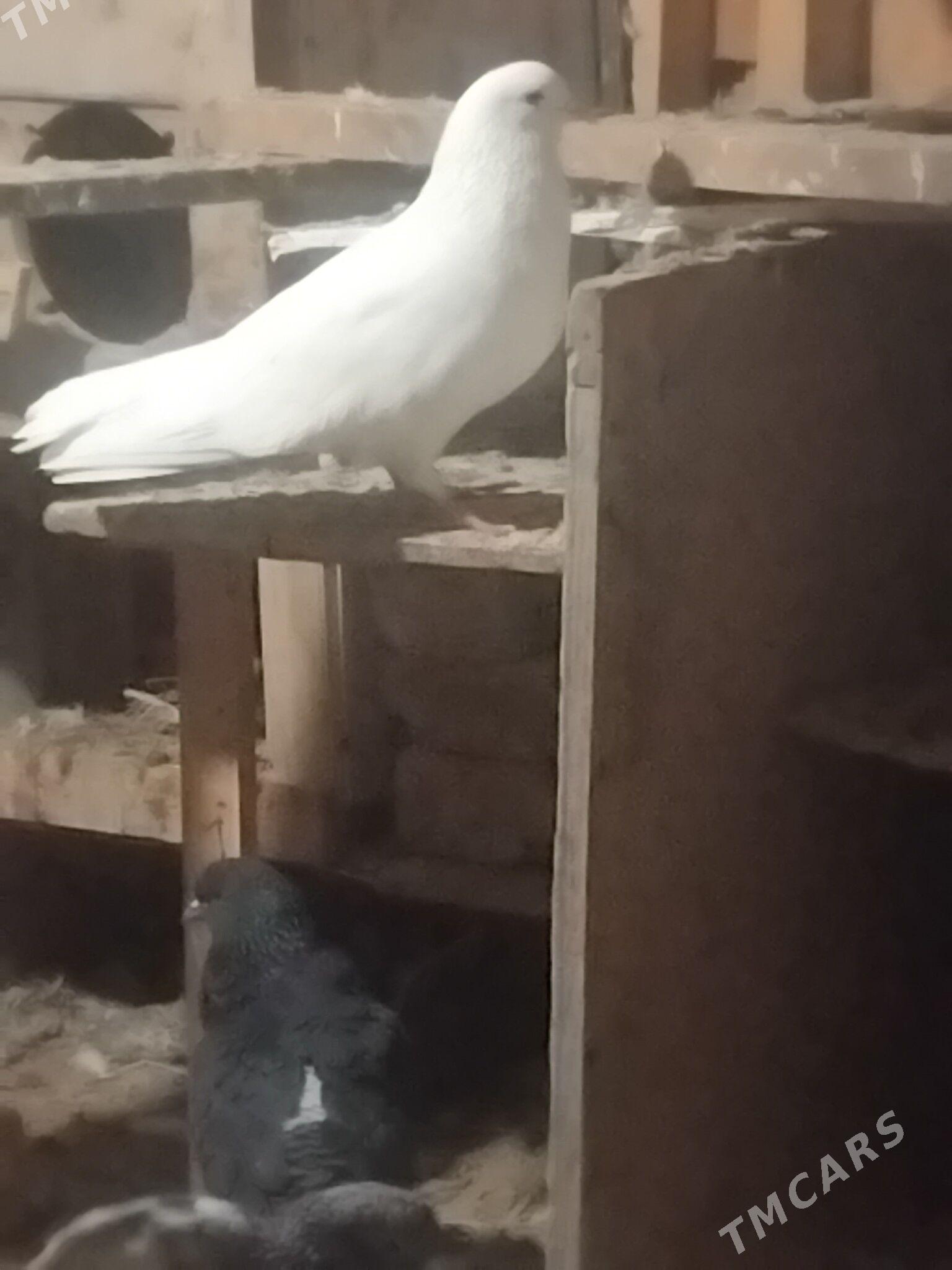 kepderi - Wekilbazar - img 4