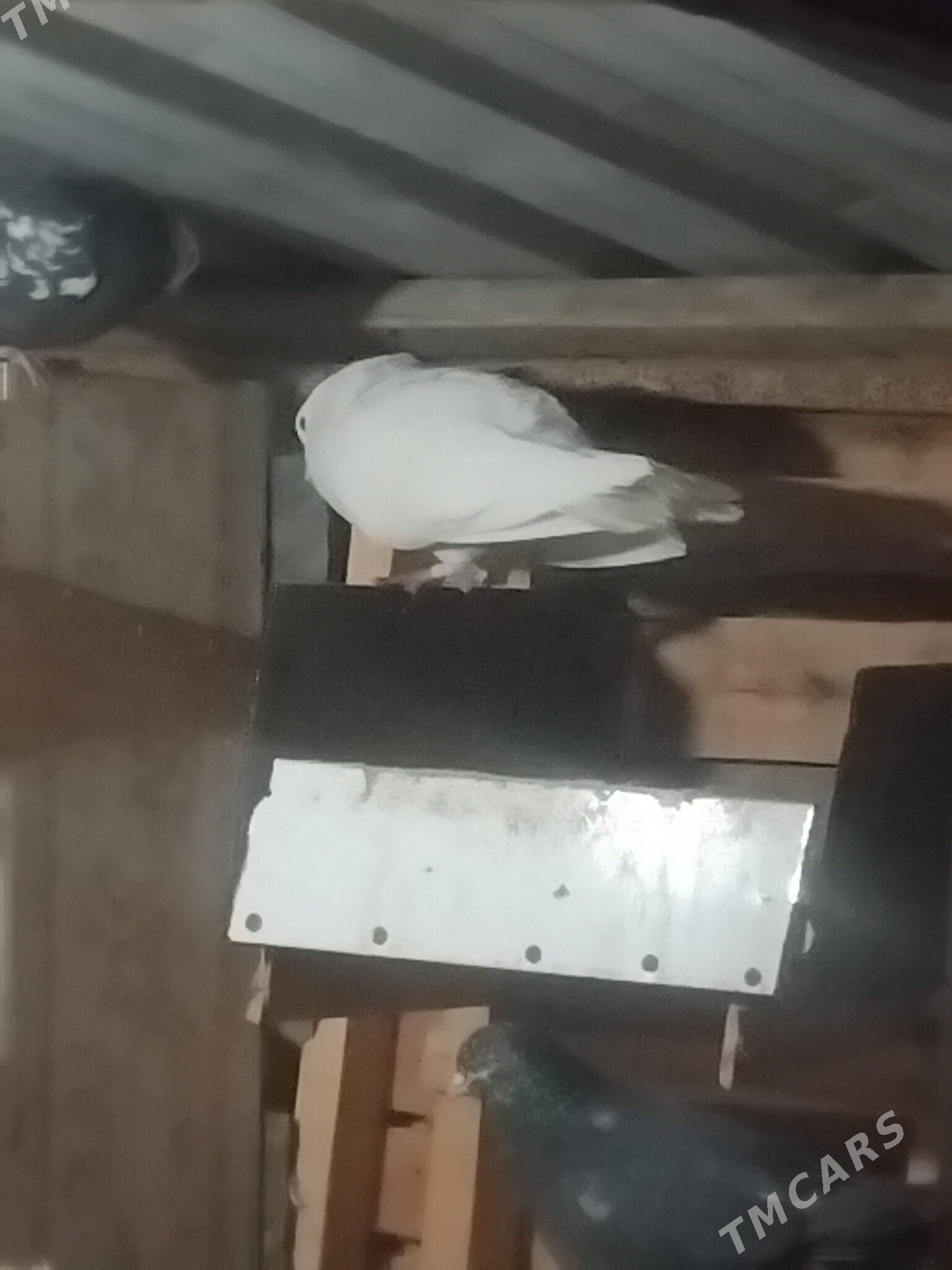 kepderi - Wekilbazar - img 2