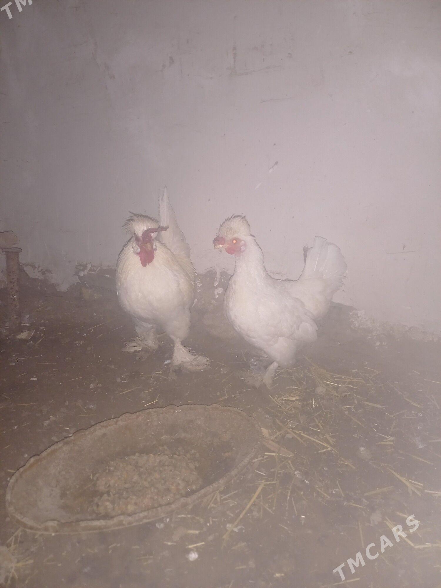 karlik - Дашогуз - img 2