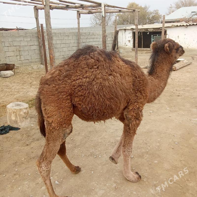 torum - Bäherden - img 3