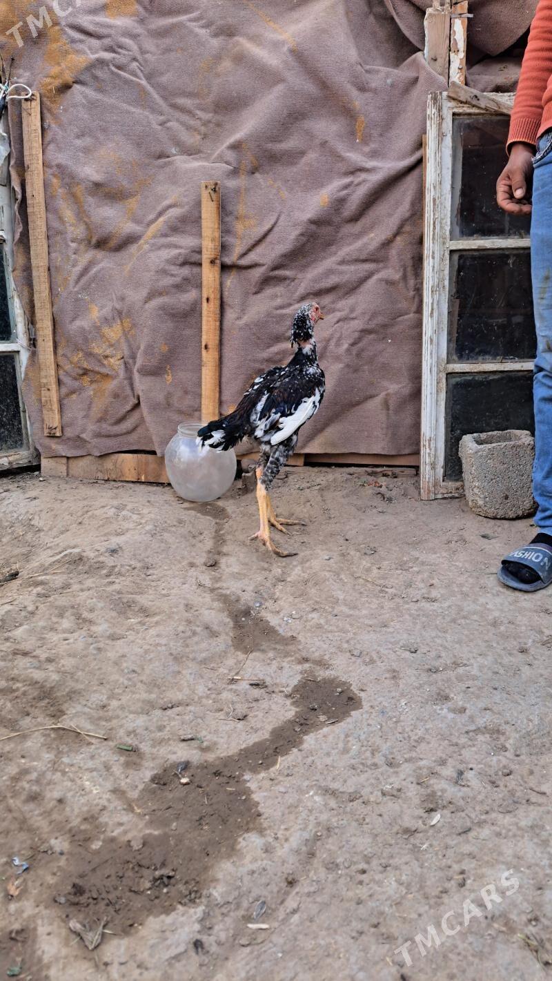 Tasgent - Bagyr - img 2