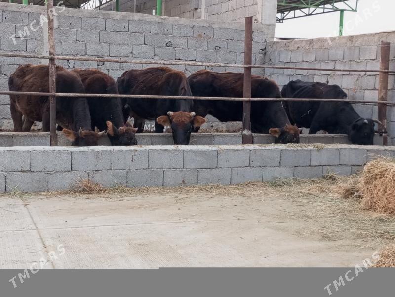 SYGYRLAR WE TÜWELER - Gökdepe - img 2