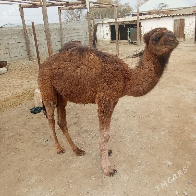 torum - Bäherden - img 2