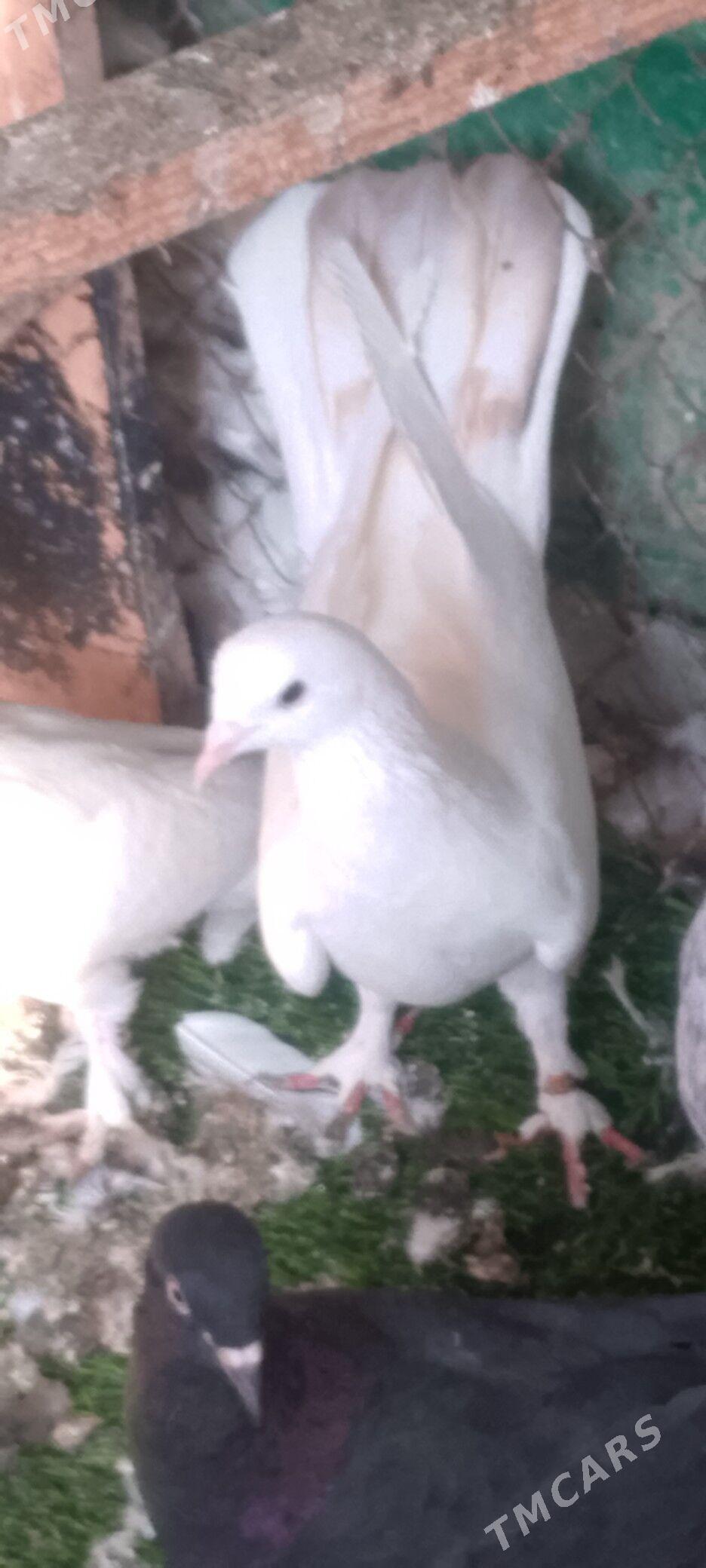 kepderi - Çoganly - img 3