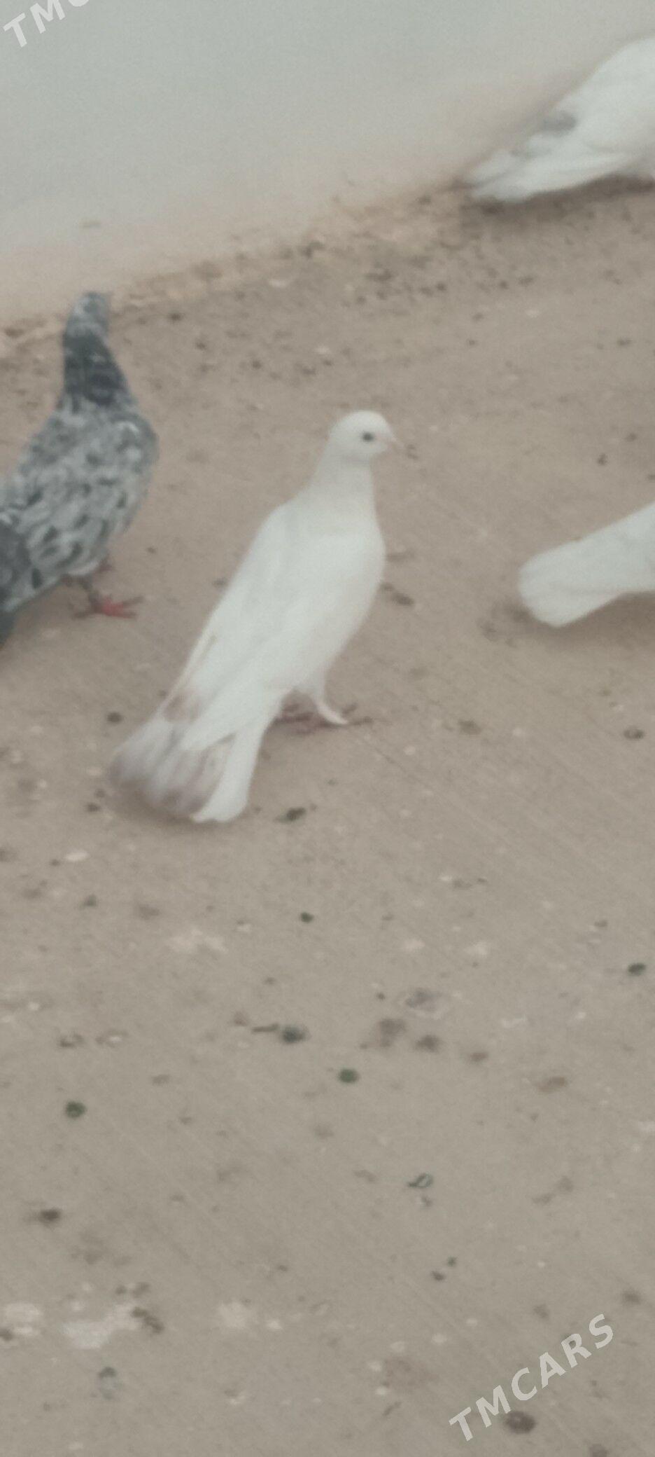 kepderi - Çoganly - img 2