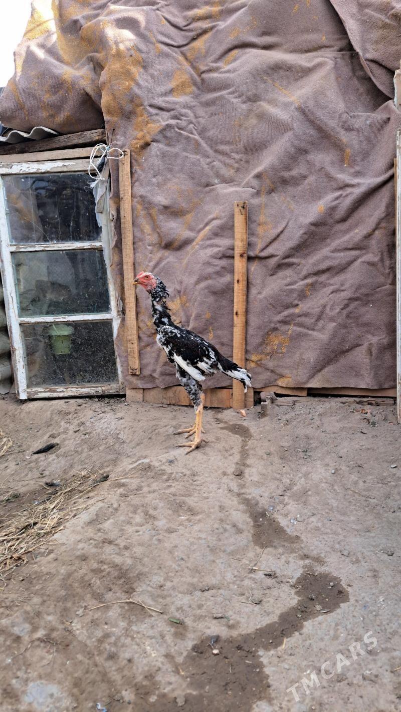 Tasgent - Bagyr - img 3