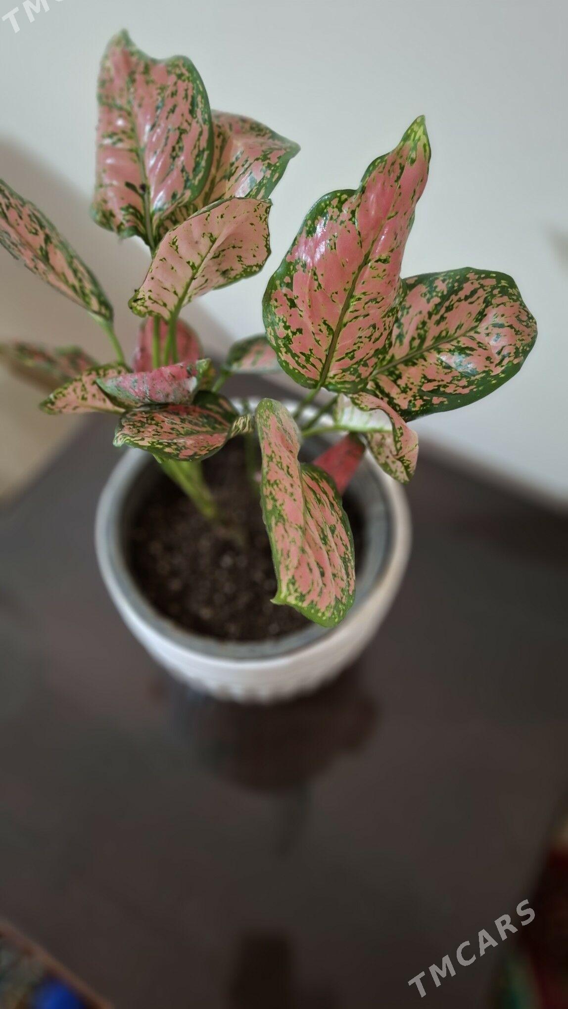 комнатные  растения - Ашхабад - img 2