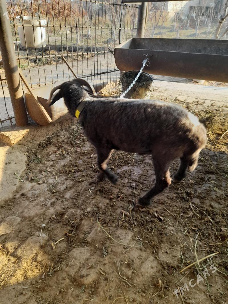 Goçkar - Türkmenabat - img 3