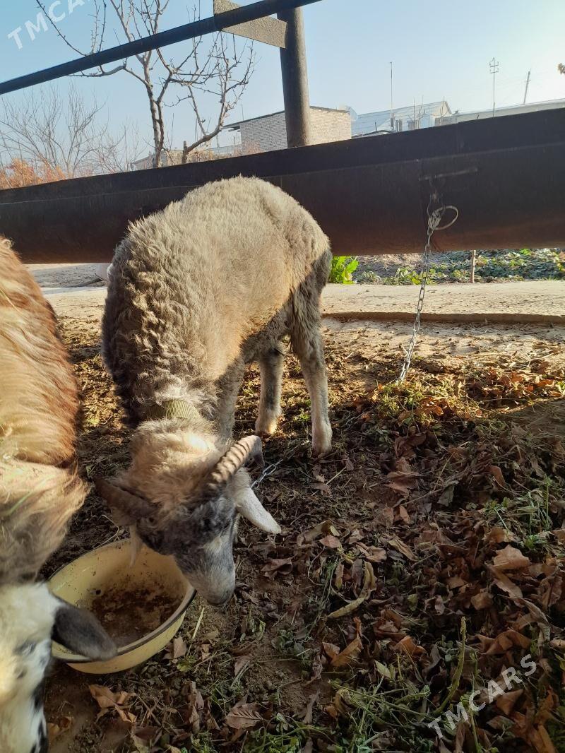 Goçkar - Türkmenabat - img 2