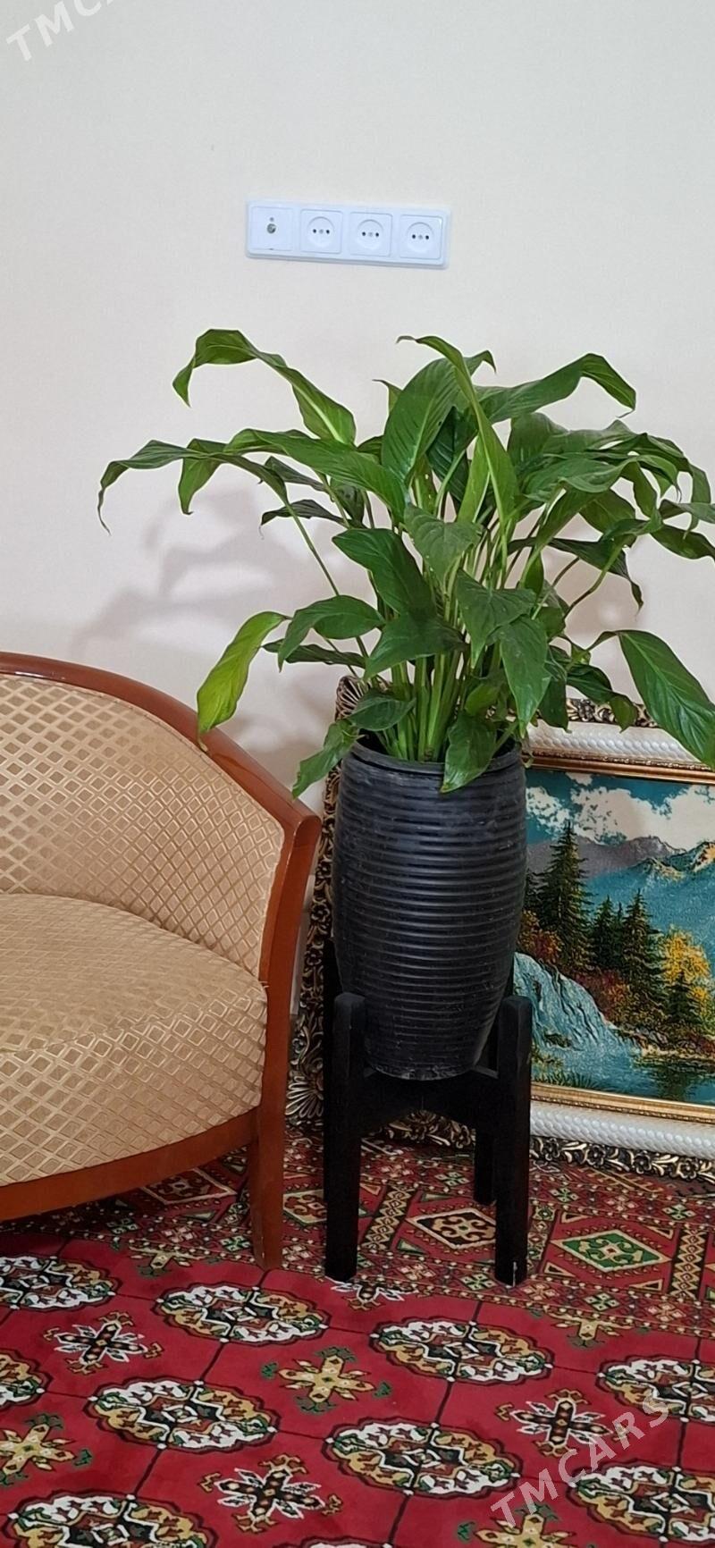 комнатные  растения - Ашхабад - img 6