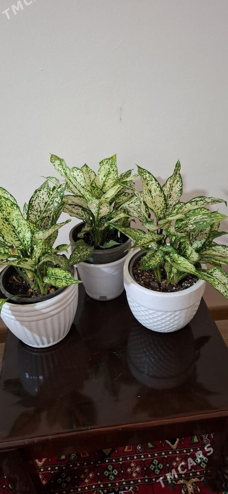 комнатные  растения - Ашхабад - img 5