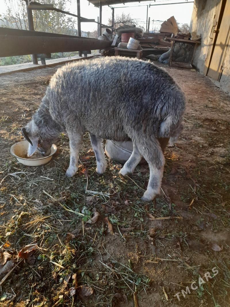 Goçkar - Türkmenabat - img 4