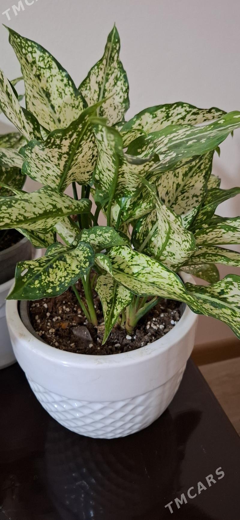 комнатные  растения - Ашхабад - img 4