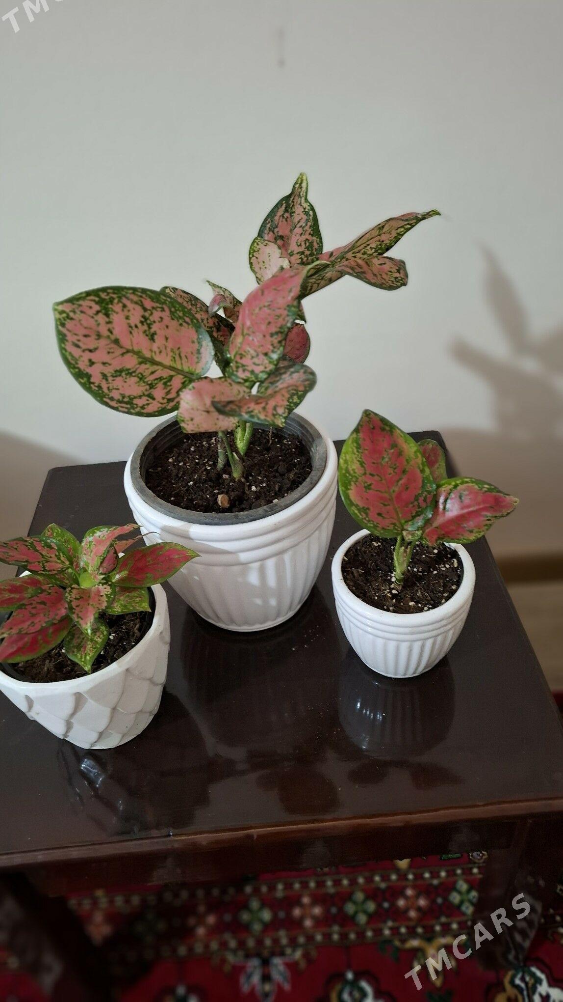 комнатные  растения - Ашхабад - img 3