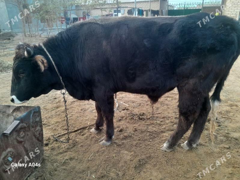 òkuz - Babadaýhan - img 3