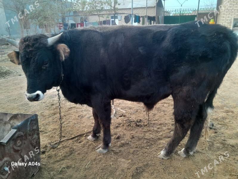 òkuz - Babadaýhan - img 2