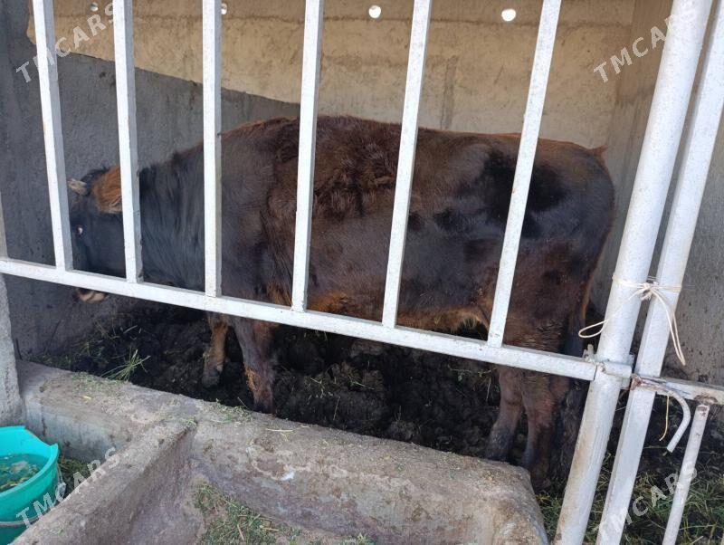 gole tuwe - Gökje - img 2