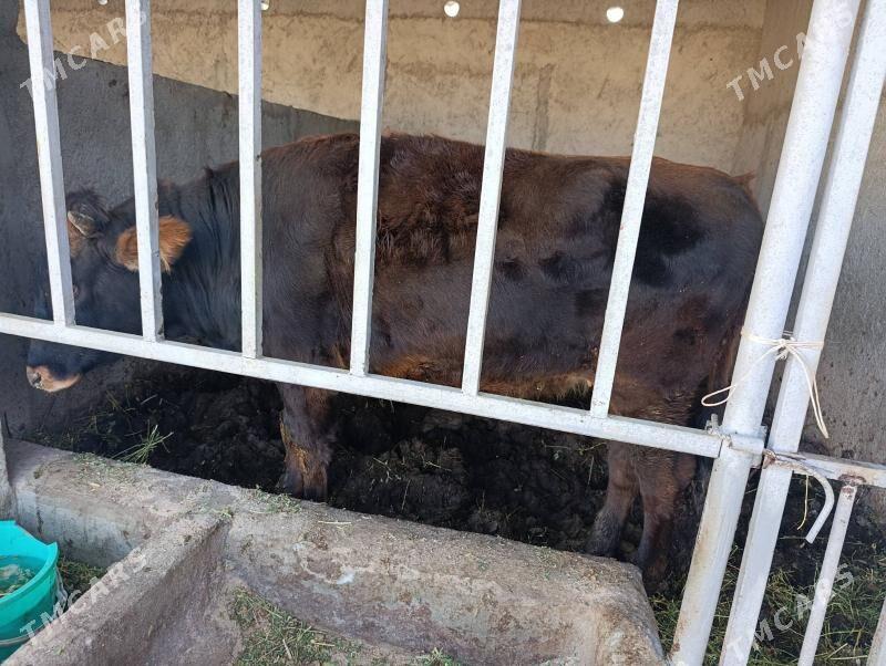 gole tuwe - Gökje - img 3