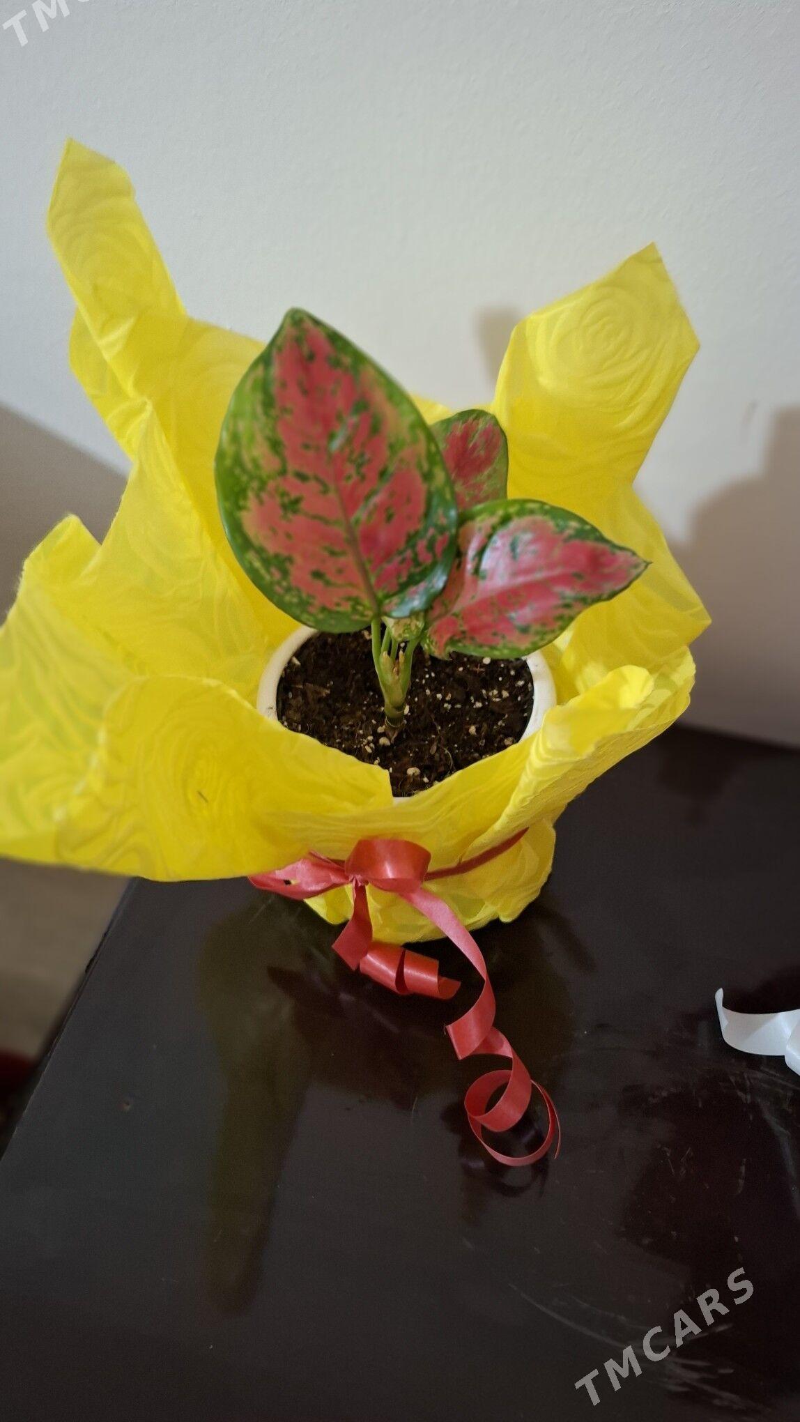 Комнатные элитные растения - Ашхабад - img 2