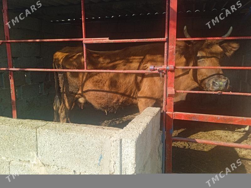 sygyr - Aşgabat - img 2