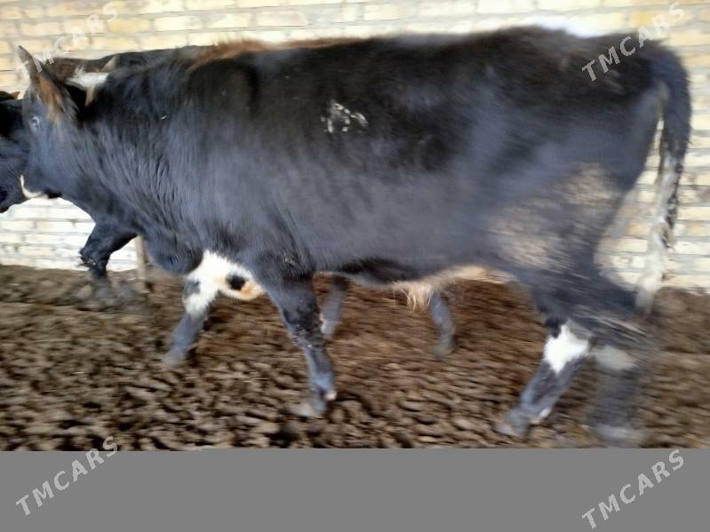 okuzler - Туркменабат - img 3