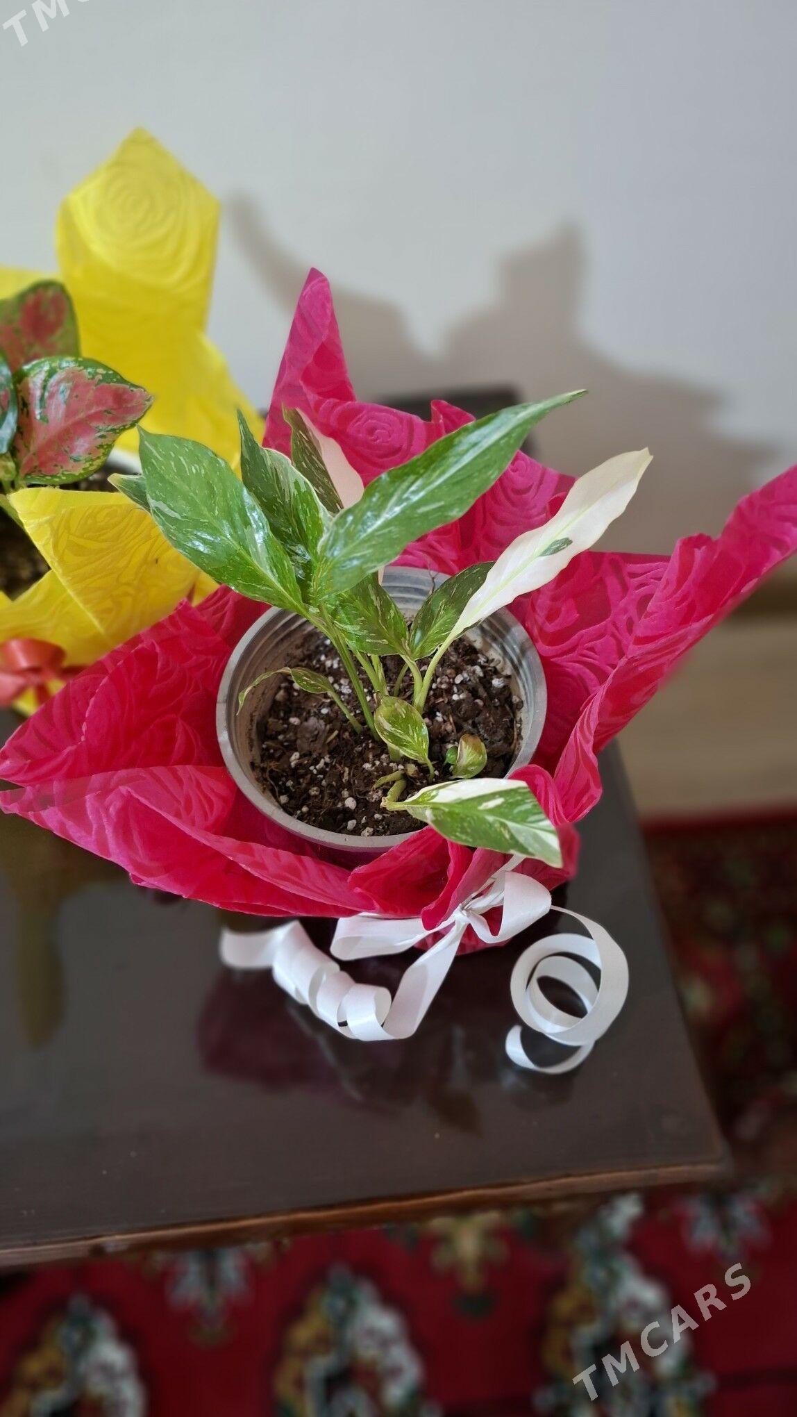 Комнатные элитные растения - Ашхабад - img 4