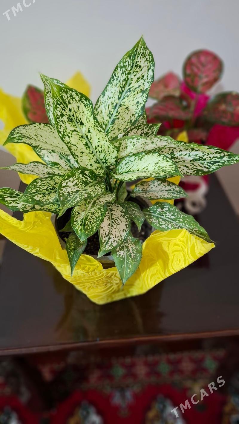 Комнатные элитные растения - Ашхабад - img 3