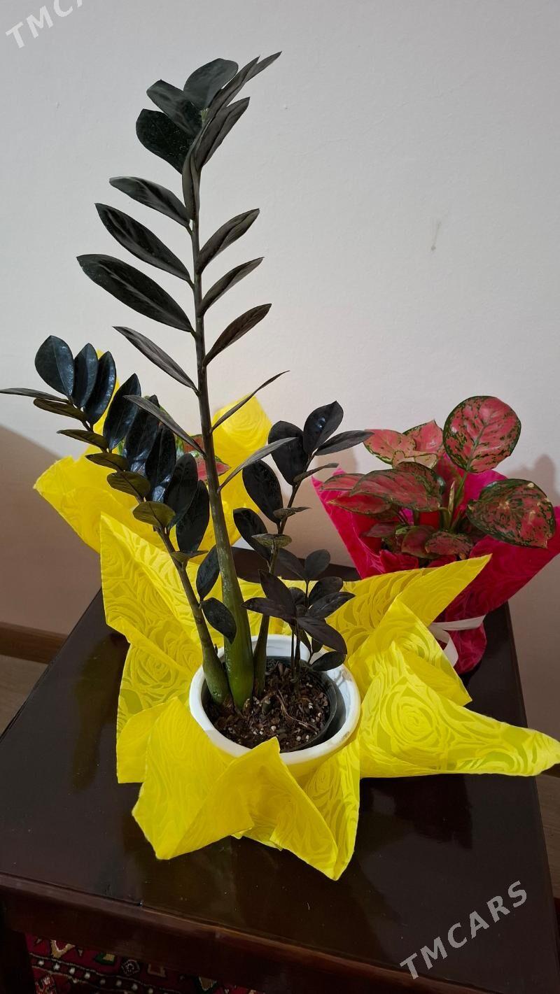 Комнатные элитные растения - Ашхабад - img 5