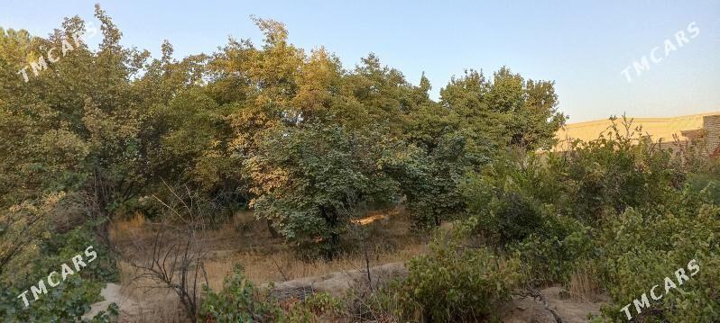 Мургар ёл Дача - Mary - img 2