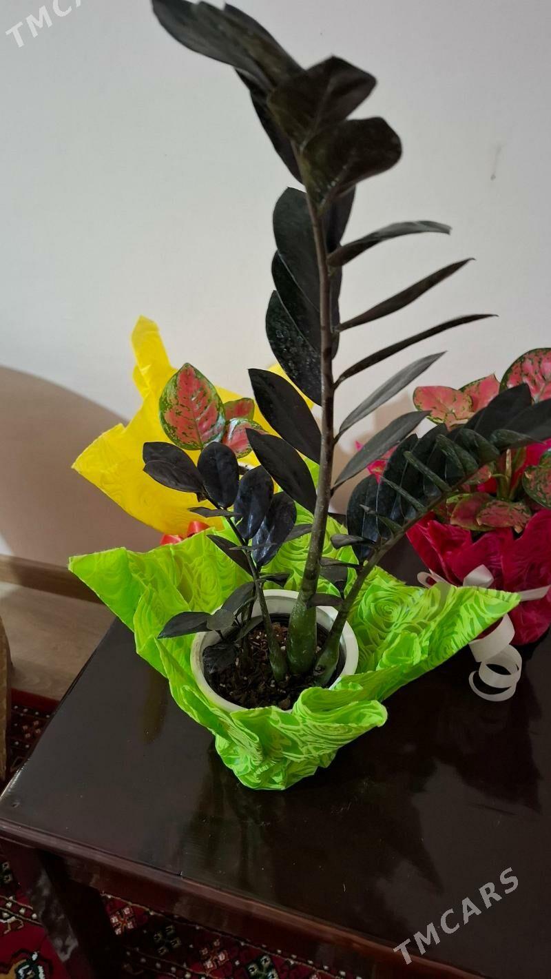 Комнатные элитные растения - Ашхабад - img 6