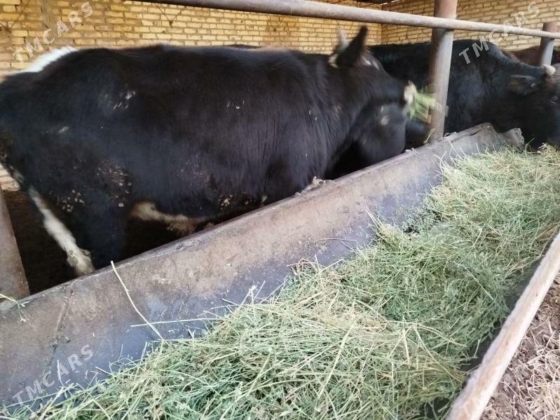 okuzler - Туркменабат - img 4