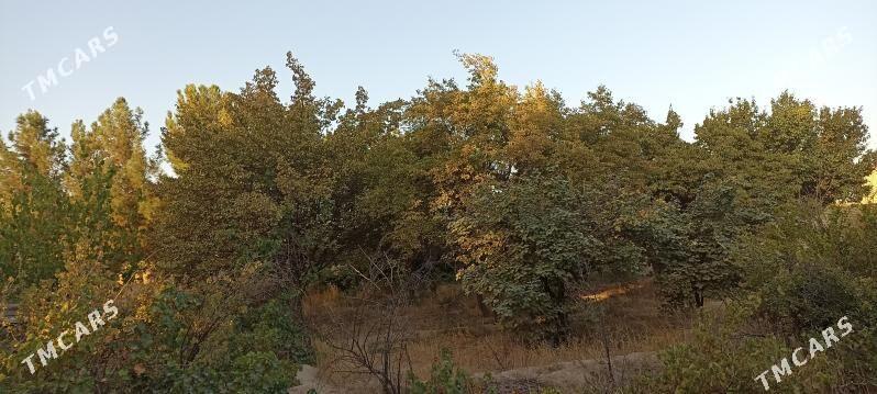 Мургар ёл Дача - Mary - img 3