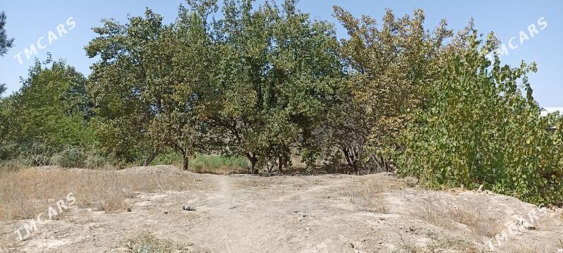 Мургар ёл Дача - Mary - img 6