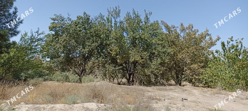 Мургар ёл Дача - Mary - img 4